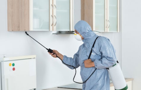 pest control indooroopilly